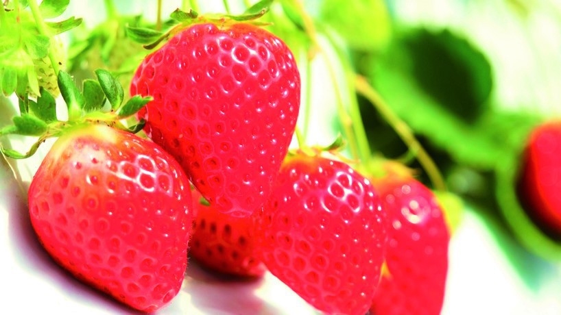 今が旬☆美味しいいちごを堪能♪いちご狩り体験＆朝食付プラン