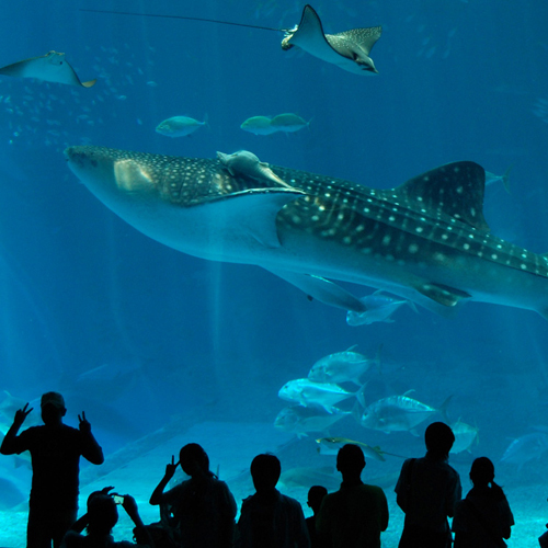 ≪美ら海水族館チケット付≫ 本物のジンベエザメを見に行こう！ （朝食付き）