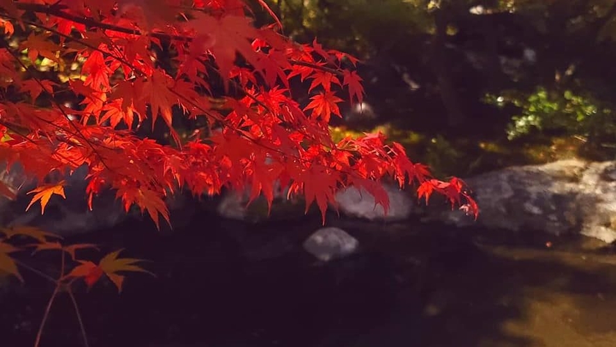 *秋になると当館自慢の日本庭園が色付き始めます。