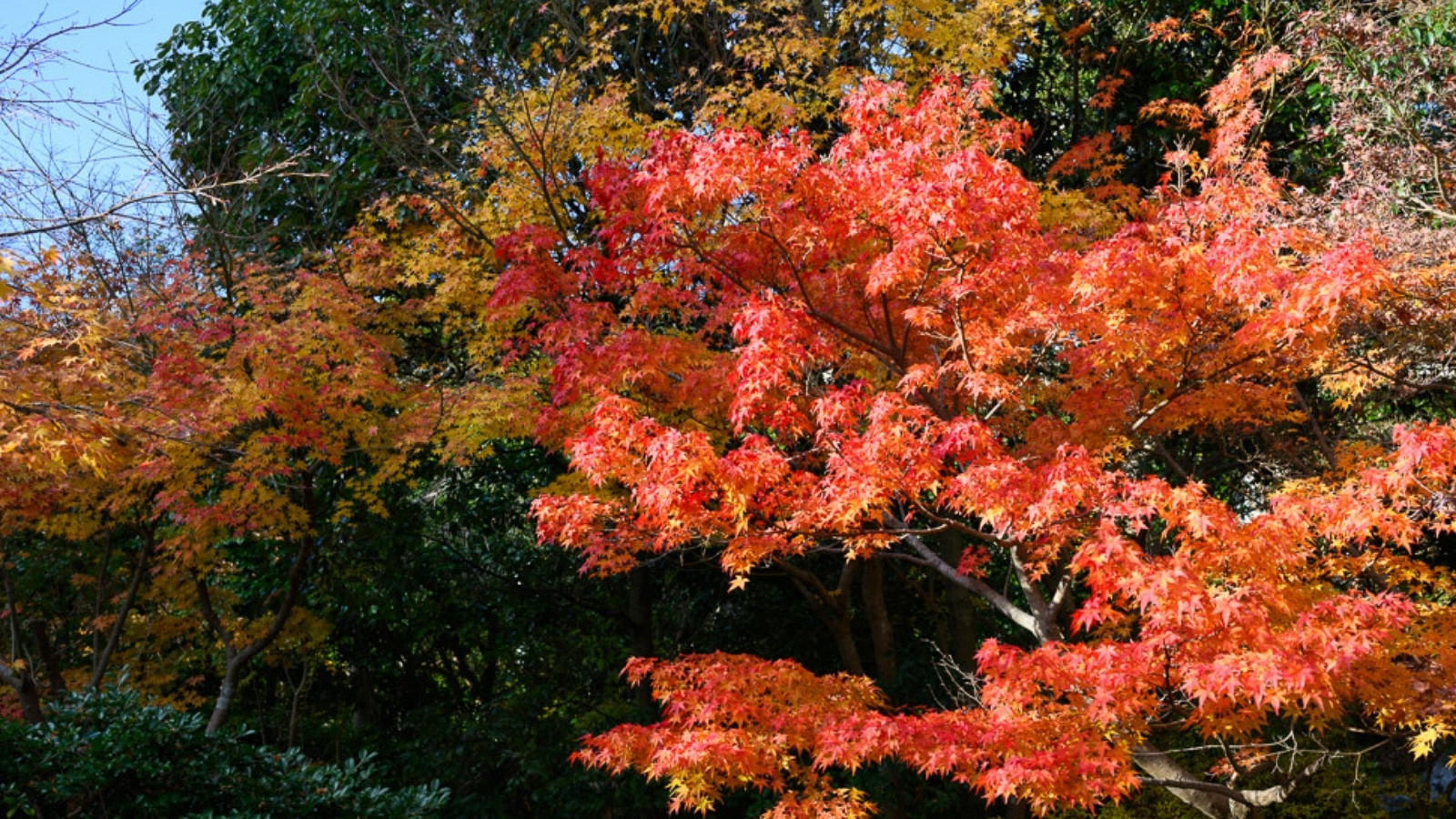 【閑雅の庭】四季折々の姿を見せてくれる日本庭園
