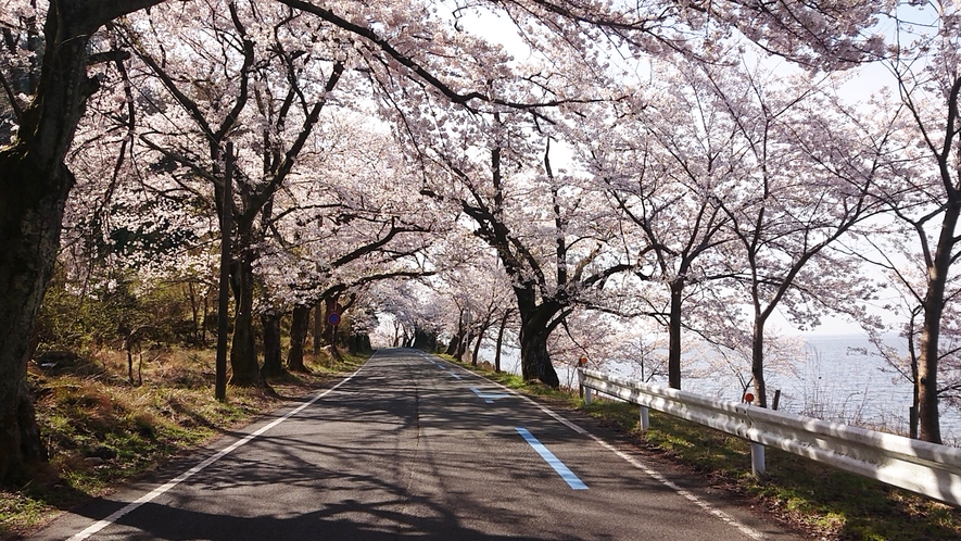 *マキノから西浅井マキノ557号線から513号線にかけ湖畔沿いに桜が咲きます。