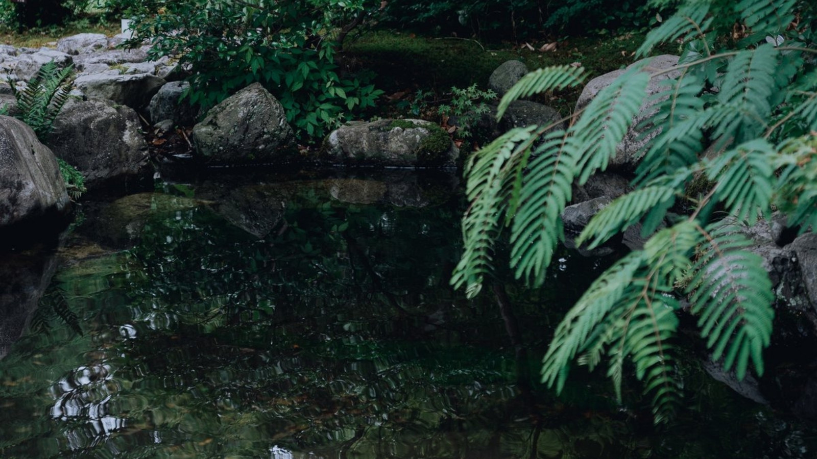 【閑雅の庭】四季折々の姿を見せてくれる日本庭園