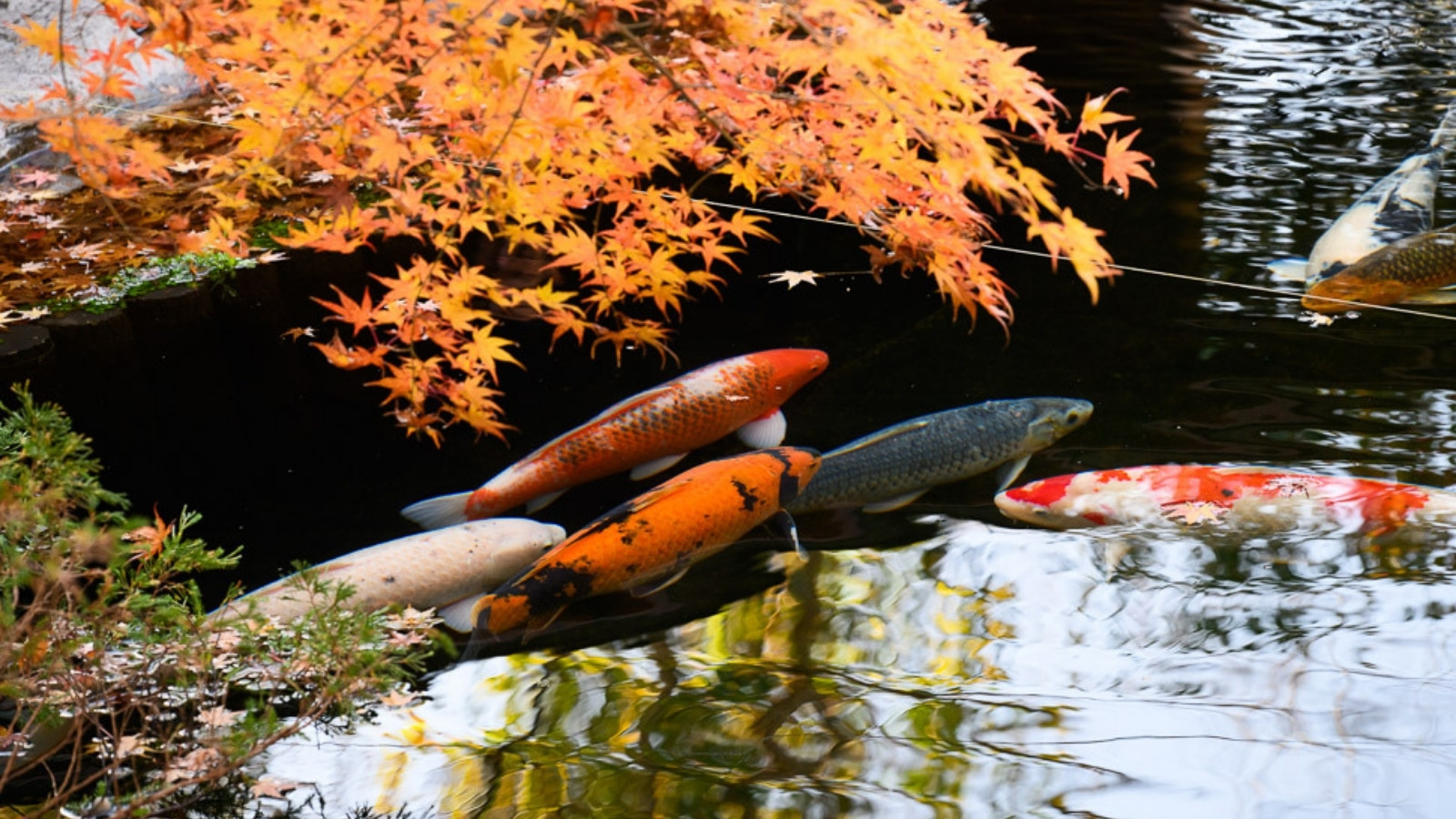 【閑雅の庭】四季折々の姿を見せてくれる日本庭園