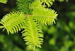 中津明神山　もみの木 若菜が生き生きしている