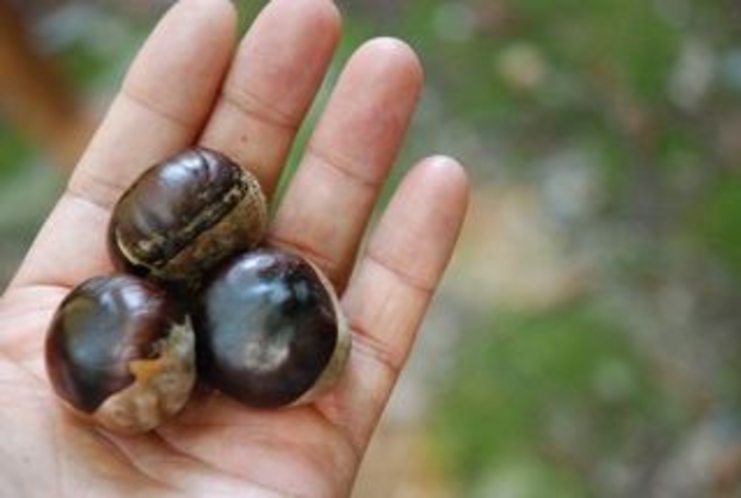 自然豊かな森の恵み　トチの実です　トチの実って食べられるんですよ