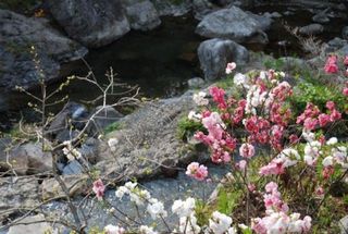 桃の花の国　目の前には渓流が流れてとても気持ちいい場所