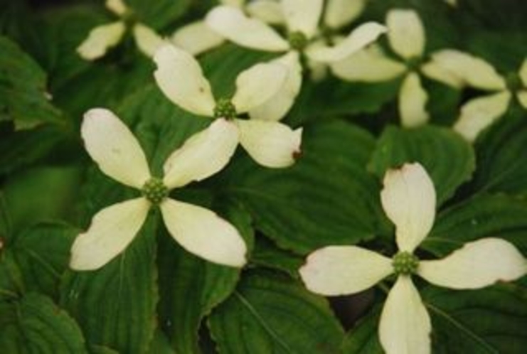 美しき鳥形山の植物たち　ヤマボウシ