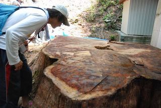 仁淀川町の北川地区の切り株　直径は３ｍ　樹齢も５００年ぐらいとか