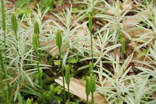 中津明神山　珍しい高山植物の数々②