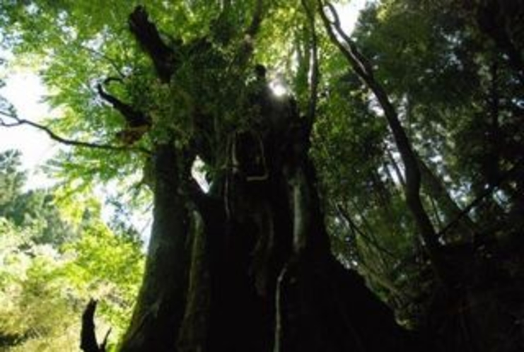 縄文桂　じょうもんかつら　と呼ばれている巨木