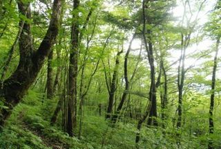 美しき鳥形山の植物たち　ゆの森から車で３０分以上はかかるでしょうか