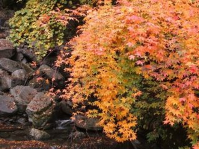 安居渓谷の秋画像２