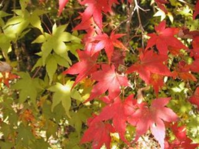 安居渓谷の秋画像１