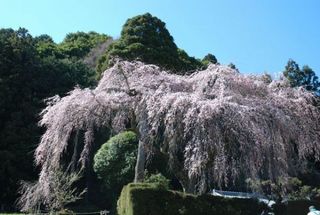 中越家のしだれ桜