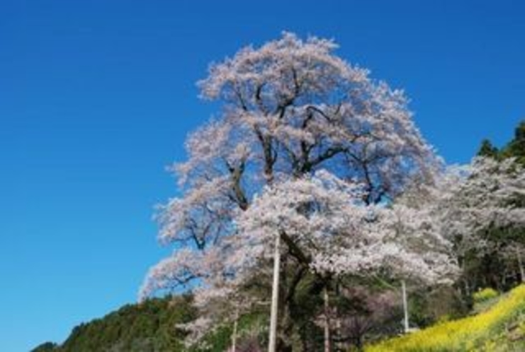 樹齢500年のひょうたん桜