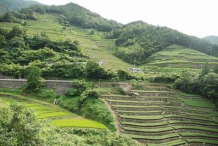 ここは　中村地区　山のテッペン付近まで　段々畑があります