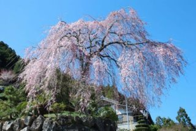 仁淀川町の別枝地区の市川家のしだれ桜