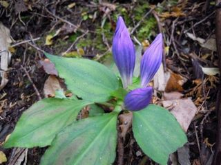 中津明神山へin１０月　歩いてみよう 途中にはこんな花が