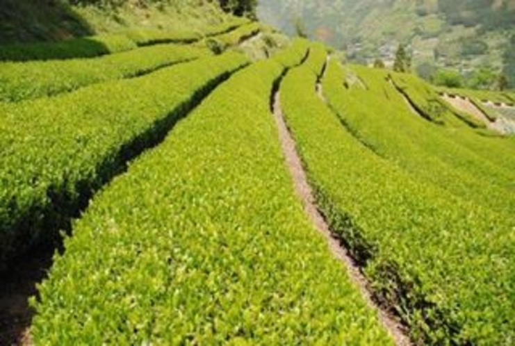 お茶畑in仁淀川町加枝地区