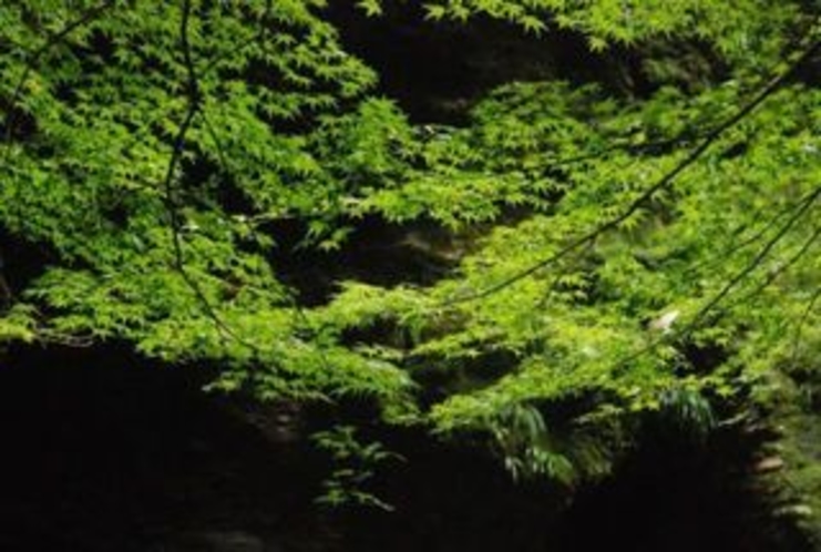 夏の中津渓谷　木々は美しい