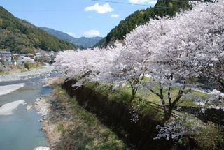 仁淀川支流の土居川の美しい所の桜1