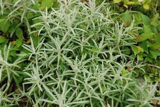 中津明神山　珍しい高山植物の数々①