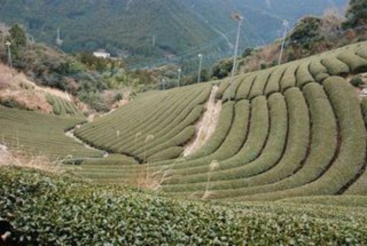 チャバタケ 仁淀川町の急傾斜地のお茶畑はその地形によっていろんなカタチになる2