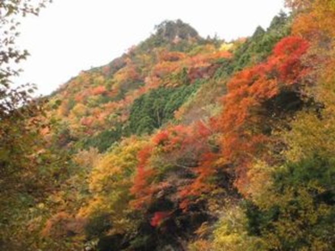 安居渓谷の秋画像３