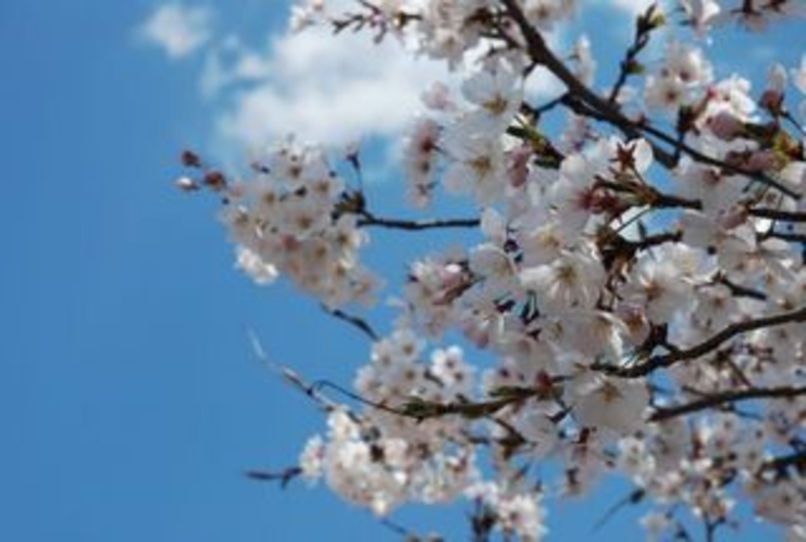 仁淀川支流の土居川の美しい所の桜　ズーム2