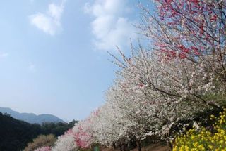 上久喜地区は仁淀川町大崎から車で約１０分　