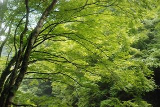 夏の中津渓谷　緑の中で　癒されます