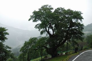 樹齢５００年とも言われる　ひょうたん桜　夏にはこんな感じ