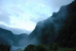 霧のかかる仁淀川　集落と茶畑④