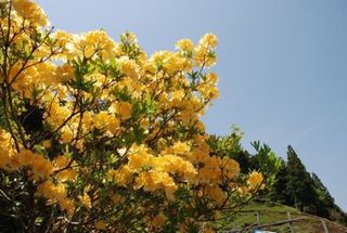 黄色いツツジin仁淀川町加枝地区