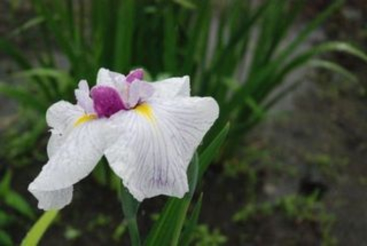 花しょうぶまつり　③　雨のしずくがより　しょうぶのよさを一層ひきたてているように見えます