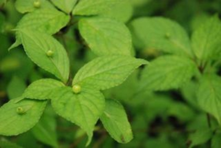 美しき鳥形山の植物たち　ハナイカダ 葉っぱの上に、ポツンと花が咲く