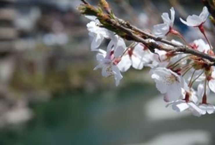 北浦ふれあい公園の桜　仁淀川支流の土居川の美しい所の桜　ズーム
