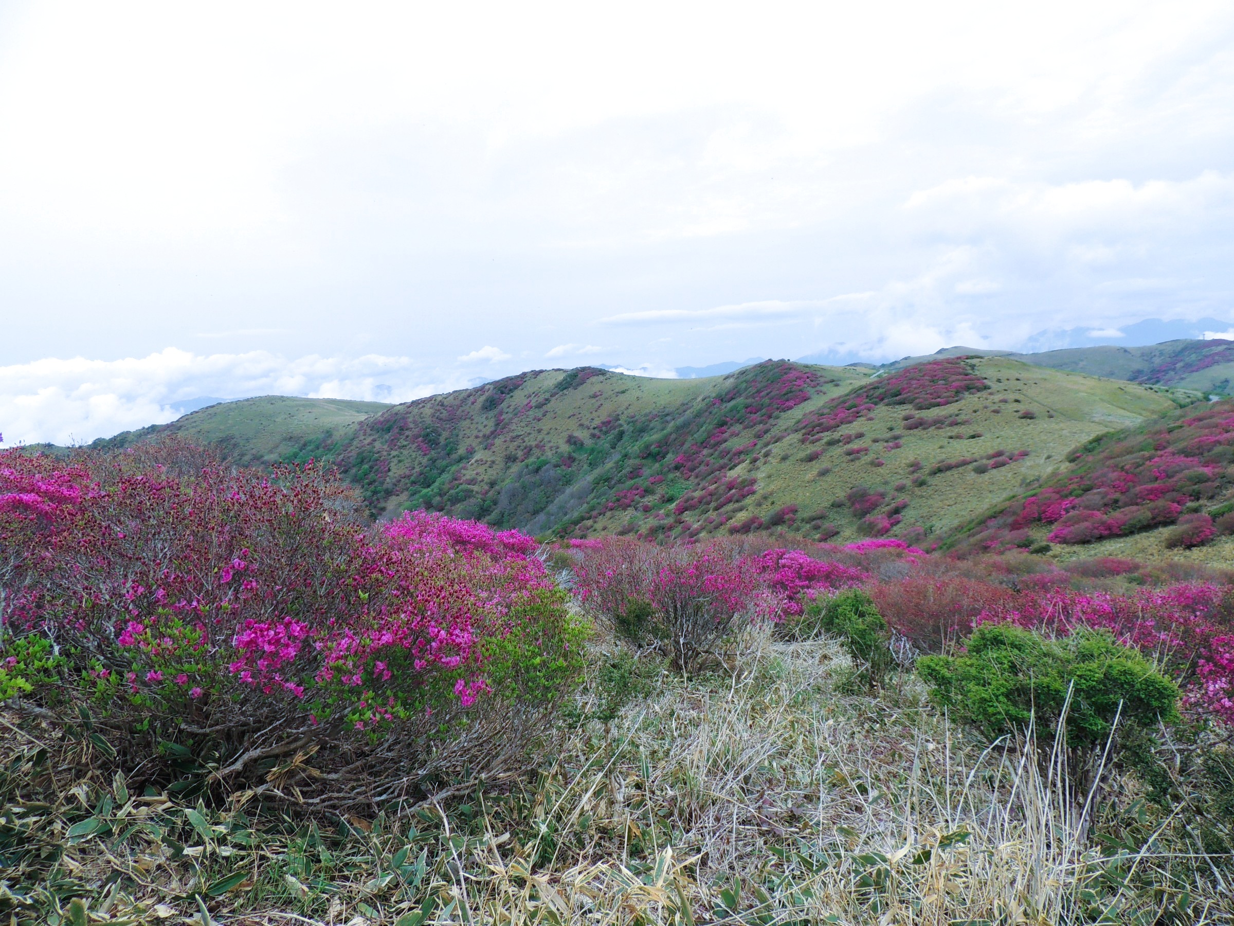 大川嶺ツルギミツバツツジの群生です。雄大な景色の中にツツジが映えます。ゆの森から60分2025/5/18撮影