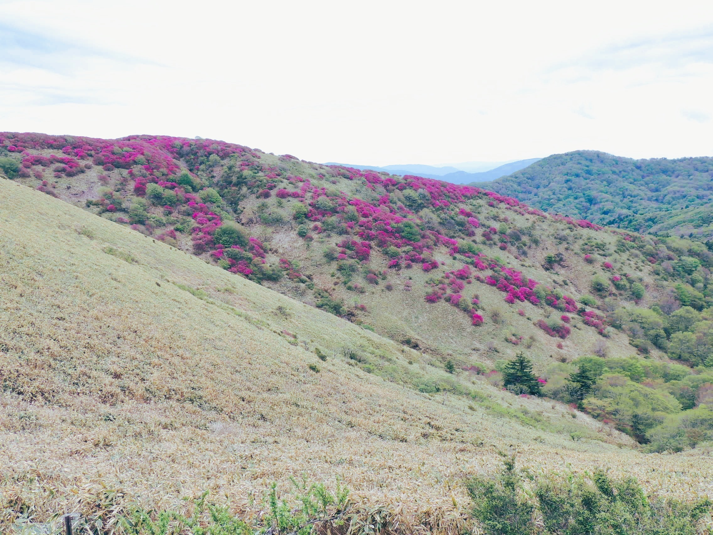 大川嶺ツルギミツバツツジの群生です。雄大な景色の中にツツジが映えます。ゆの森から60分2025/5/18撮影