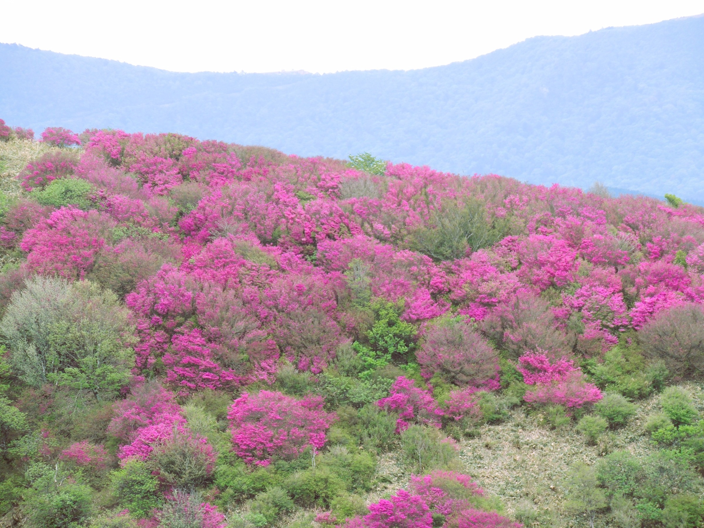 大川嶺ツルギミツバツツジの群生です。雄大な景色の中にツツジが映えます。ゆの森から60分2025/5/18撮影