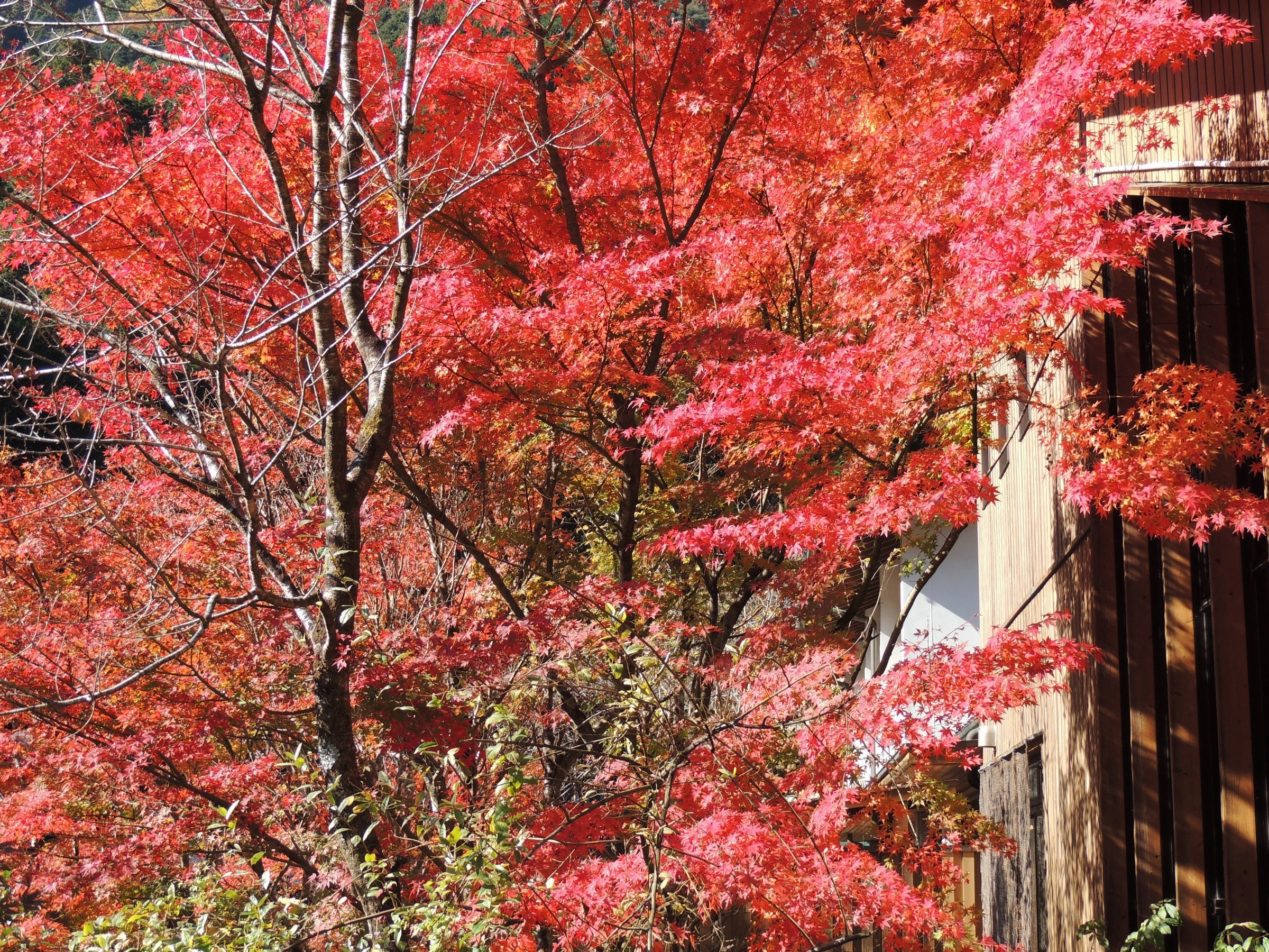 川沿い露天風呂からの紅葉