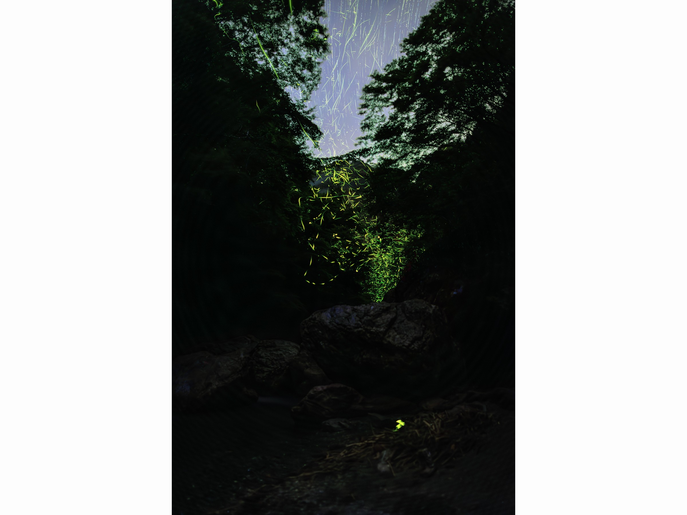 中津渓谷のホタル