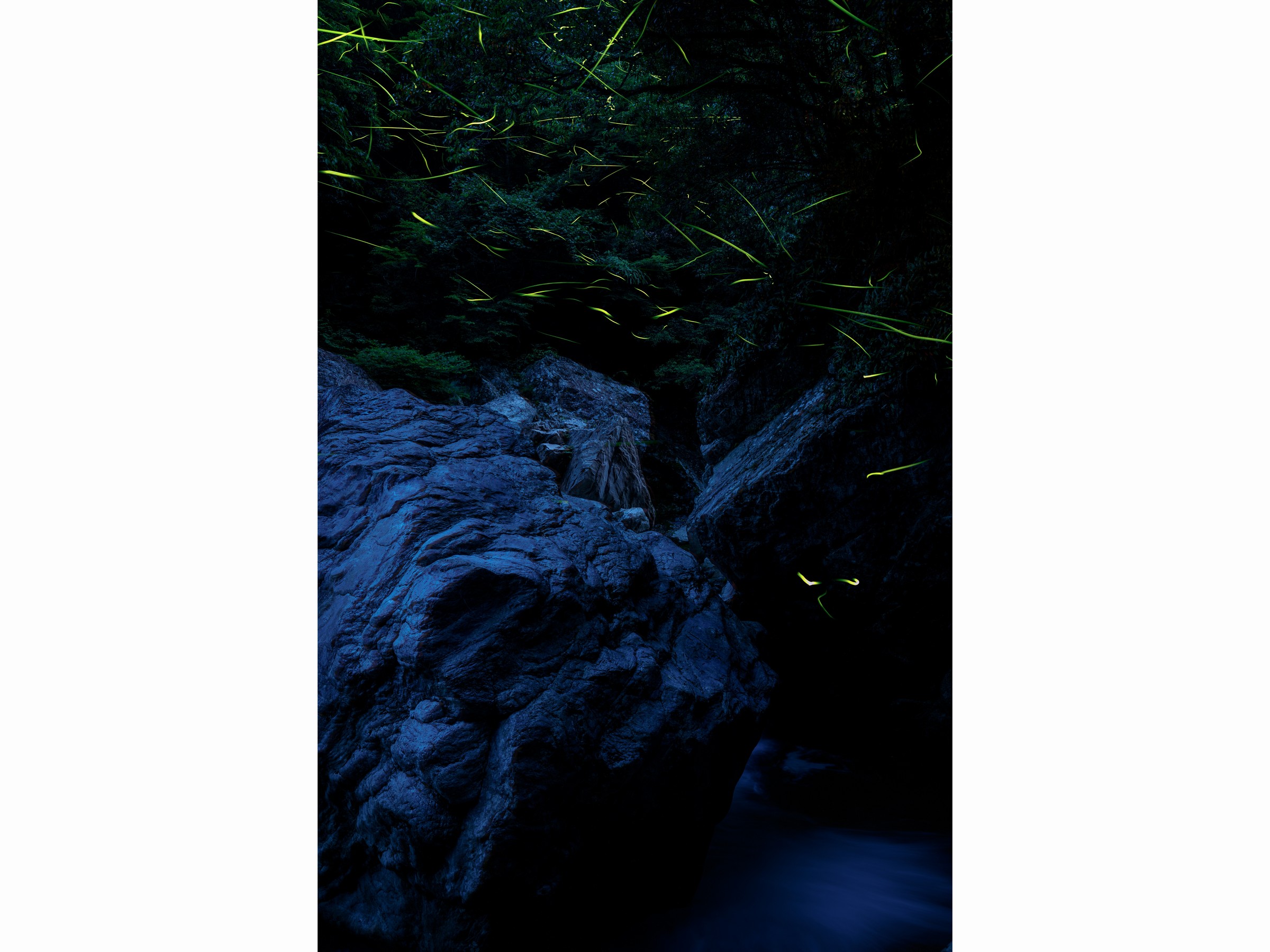 中津渓谷のホタル