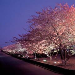 河津の夜桜