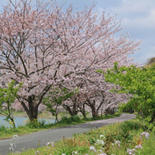 桜（ソメイヨシノ）