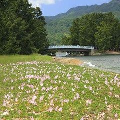 浜昼顔の咲く天橋立