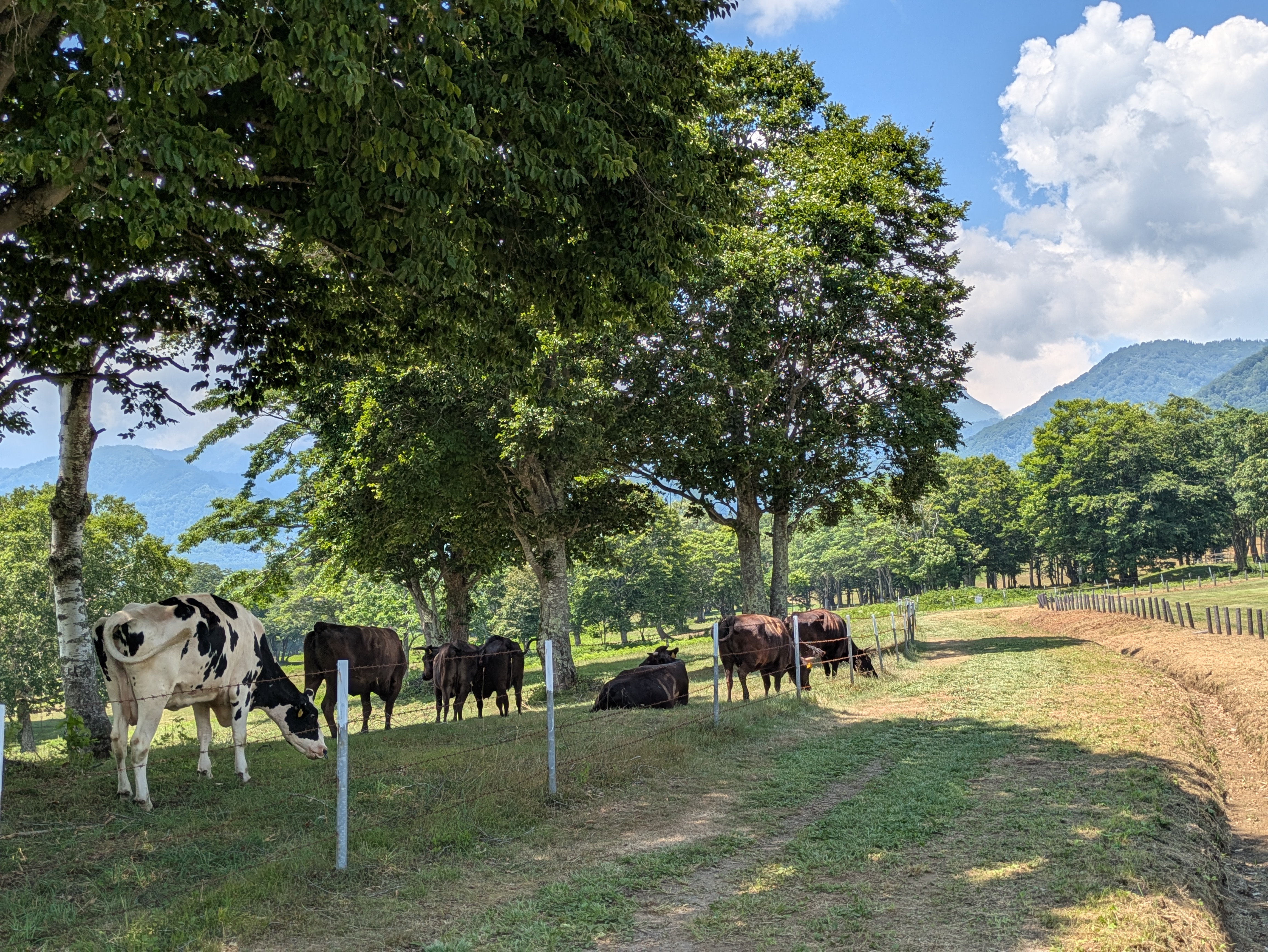 夏は涼しい笹ヶ峰牧場