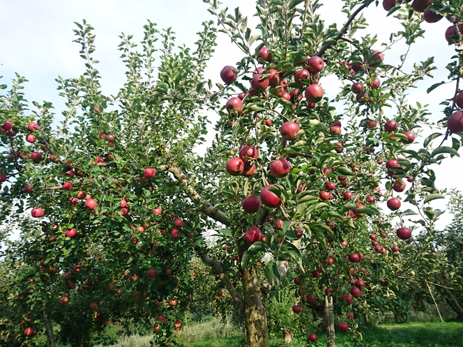 信州でリンゴ狩り