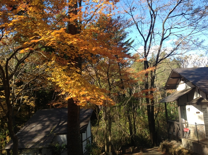 紅葉の鬼怒の森