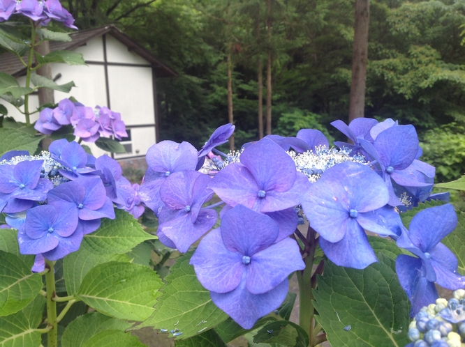 初夏の紫陽花